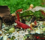 Bloody Mary